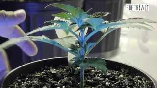 How and Where to Top a Cannabis Plant