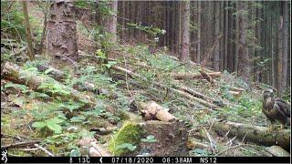 Woodcock chicks foraging and camera visits from goshawk, sparrowhawk and buzzard