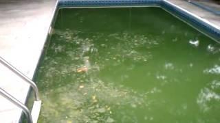 How to clean a GREEN POOL "THE SWAMP" in 3 days