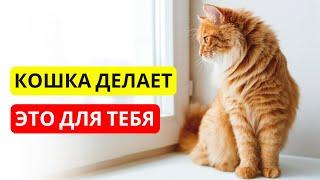 Как КОШКИ ЗАЩИЩАЮТ людей каждый день ️