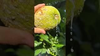 HARVESTING BREADFRUIT : NATURES ABUNDANCE  #garden  #farm  #organic