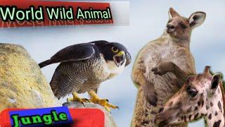 "Roaming Realms: Exploring the Wild Animal Kingdom" #viral #youtubevideos