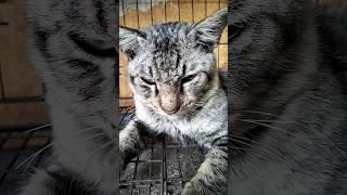 meo mls #cutecat #catlover #catvideos #cat #viralcat #viralcatsshorts #catmemes #meme