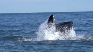 Menhaden - The Biggest Little Fish