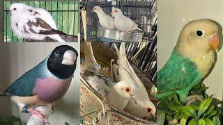 Lovebirds, Gouldian Finches, and Doves: Care and Breeding