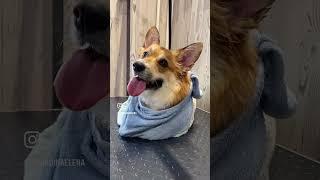 Клиент #клиенты #клиентскийопыт #корги #коргикардиган