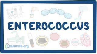 Enterococcus- causes, symptoms, diagnosis, treatment, pathology