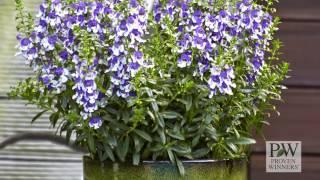 Angelface® Wedgwood Blue Improved Angelonia from Proven Winners