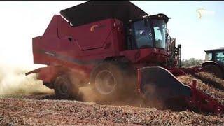 Amazing Modern Agriculture Peanut Harvest Technology, Peanuts processing  Factory | Machines