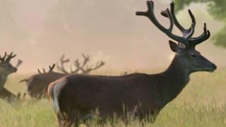 Richmond Park National Nature Reserve - short version