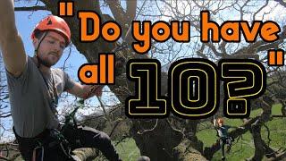 Top 10 things that make a GREAT Arborist