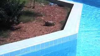 Drunk turtle
