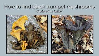 How to find black trumpet mushrooms, Craterellus fallax + flame chanterelles, Craterellus ignicolor