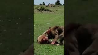 Two male lions fight till death brutal and bloody