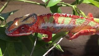 AMAZING Chameleon Color Change!