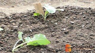 Jak pěstovat brokolici ze semen. Brassica oleracea var. botrytis