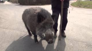 Wildschwein Rudi