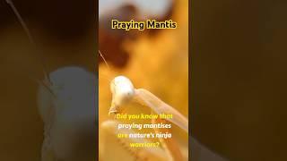 Praying Mantis facts #prayingmantis #nature #wildlife #shorts #facts