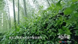 涨姿势！茶叶采摘有门道，不是所有的茶叶都适合采摘《大地私宴》【花絮】【优酷纪实频道】