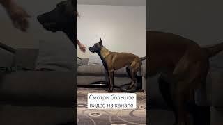 Физкультура до собаки дома #воспитание #дрессировка #дрессировкасобаки#догфитнес