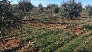 Plantación trufera en Monte Torozos (Valladolid)