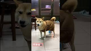 你叫我答 凹嗚～ #柴犬 #shibainu