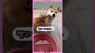 A puppy with a plausible plan