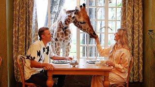 Eating Breakfast with Wild Giraffes! *Giraffe Manor*