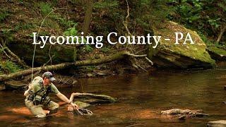 Fly Fishing a REMOTE Wild Trout Stream - Lycoming County, PA