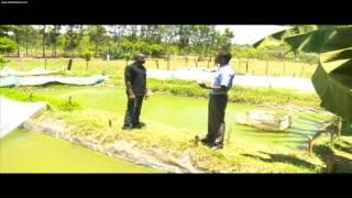 Smart Farm: Ornamental Fish Farming