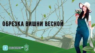 Обрезка вишни весной