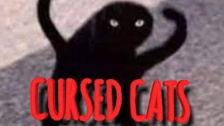 CURSED CATS (Prekliaté mačky)