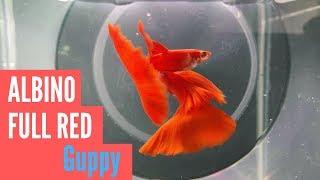 Fancy Albino Full Red Guppy Fish  | Micro Aquatic Shop