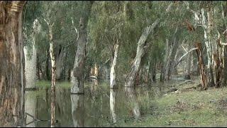 Commonwealth Environmental Water in the Edward-Wakool river system