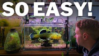 10 Low Maintenance Fish for Busy People