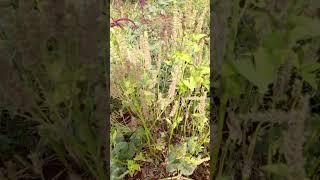 CHIA SEEDS READY FOR HARVESTING