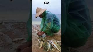 Catching EXOTIC Peacock Bass in YEN BAI, VIET NAM  #lurefishing #shortsvideo