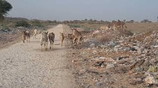 Donkeys enjoying in desert #donkey