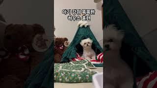 아기 강아지 하우스 훈련 #강아지 #말티푸 #멍미르 #shorts #하우스 #훈련 #켄넬훈련 #똑똑한강아지