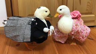 Our Pet Call Ducks Dressed in Kimono Go To the Shrine!