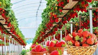 AMAZING HYDROPONIC STRAWBERRIES FARMING - MODERN AGRICULTURE TECHNOLOGY WITH NEW GROWING SYSTEM