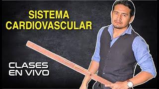 ANATOMÍA - Sistema cardiovascular [ZOOM]