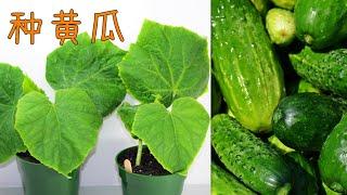 黄瓜什么时候育种育苗, 生长特点, 基本分类 How to grow cucumber from seeds (Eng Subtitle)