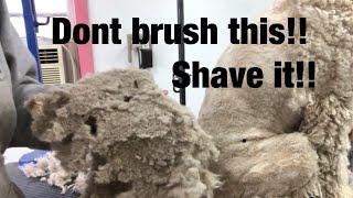 Grooming a matted Doodle/shaving verses brushing your doodle