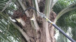 Sickle  palm harvester