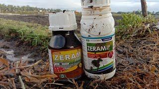 Aplikasi Zeram 250 Ec pada bawang merah usia 3 hst //berbahayakah kalo ada yang sudah tumbuh?