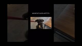 はじめてのカフェで大興奮の犬