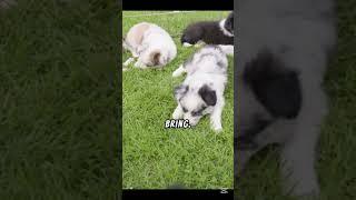 Adorable Puppies Being Their Cute Selves!               #cute#cutepuppies#cuteanimals #puppies#dog