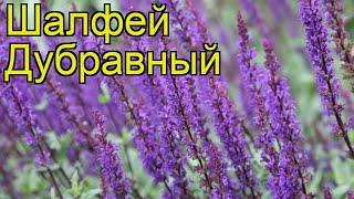 Шалфей дубравный. Краткий обзор: Шалфей дубравный описание характеристик, где купить salvia nemorosa