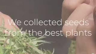 On the road to the ganja village (Trailer) Wild cannabis new strain hutners weed ganja landrace seed